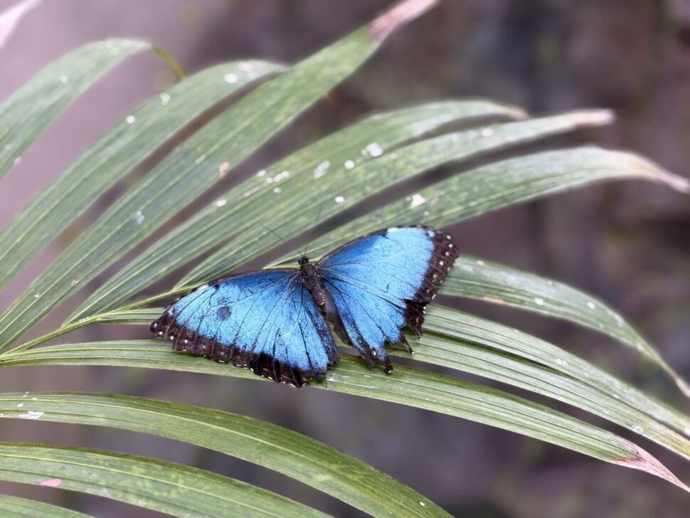modry motyl na kvetine